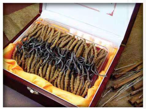 船营冬虫夏草回收